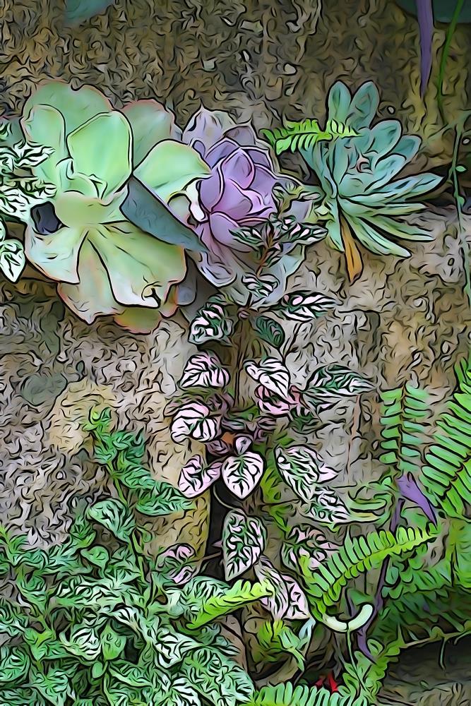 Walled Succulents 5