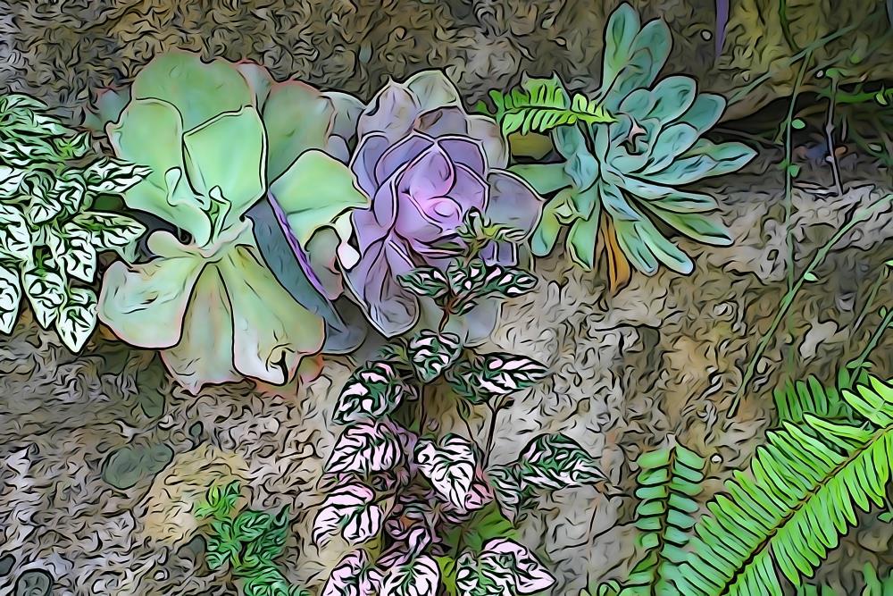 Walled Succulents 4
