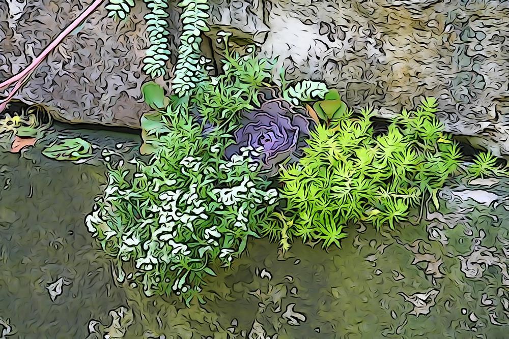 Walled Succulents 2