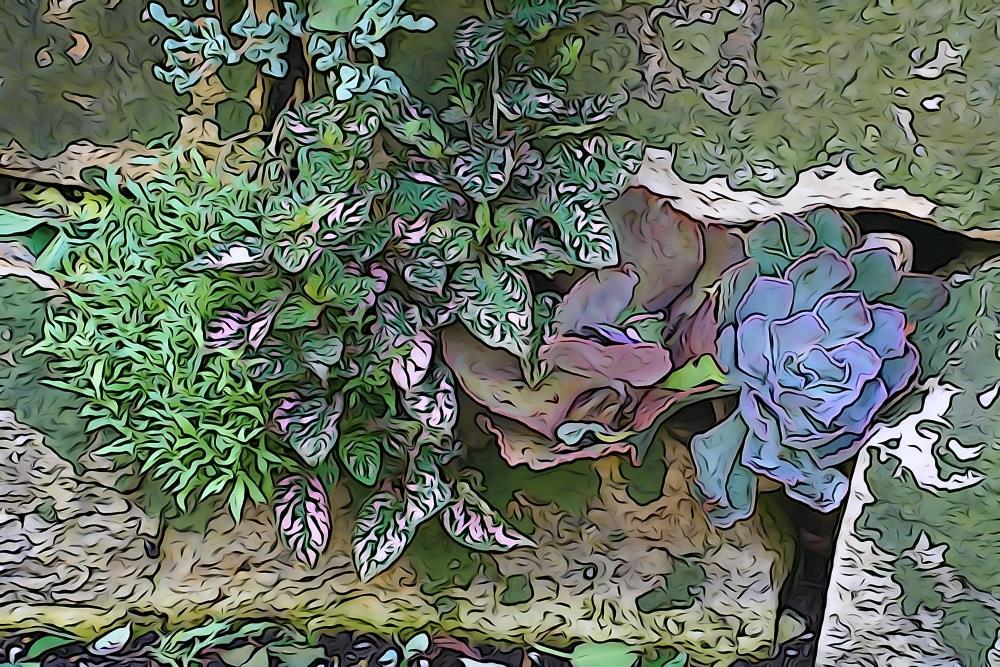 Walled Succulents 1